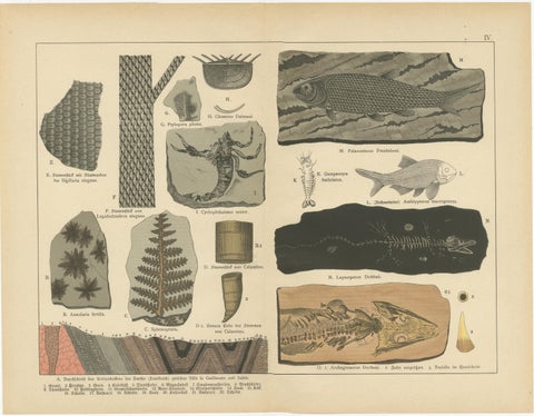 Decorative Antique Fossil Prints, Trilobites, Crinoids & Coal Measures, 1880, view 3