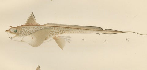 Scandinavian Sturgeon and Chimaera Lithograph from Pisces Scandinaviae Series, close-up 6
