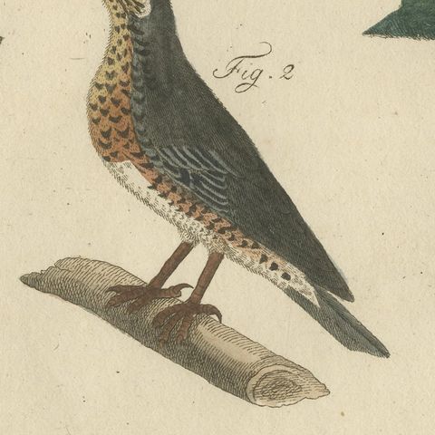 Thrushes, Blackbird and Ring Ouzel, Antique Bertuch Print, Vienna, circa 1805, close-up 1