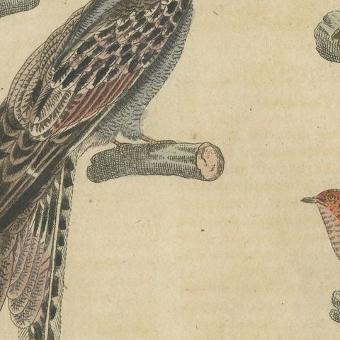 Antique Hand-Colored Bird Engraving, Swallow & Nightjars, Bertuch, c.1800, close-up 6
