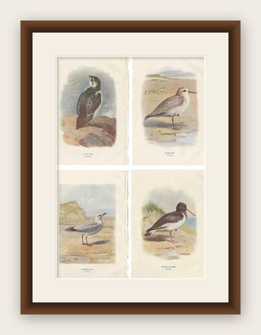 Set of 4 Antique Bird Prints Oyster Catcher, Gull, Sanderling, Auk, 1901, shown framed