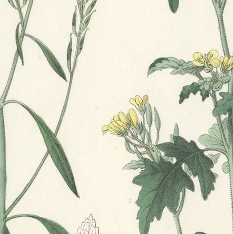 Hand-Colored Botanical Lithograph of Wild Mustard and Charlock, Calwer, 1854, close-up 5