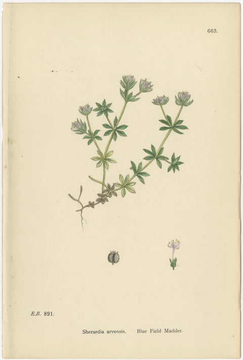 Set of 10 English Botanical Prints 1902, Valerian & Lamb’s-Lettuce, view 3