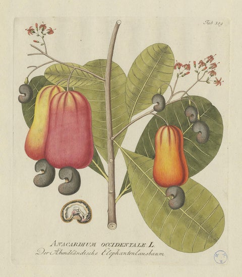 Antique Botany Print of a Cashew Tree by Plenck, 'circa 1790', view 4