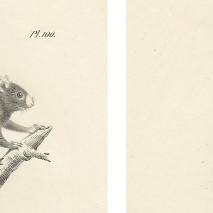 Antique Lithographs of Squirrels & Flying Squirrels, 19th Century, close-up 6