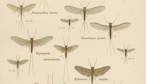 Set of Two Entomological Lithographs from Die Geradflügler, Germany, 1908, close-up 2
