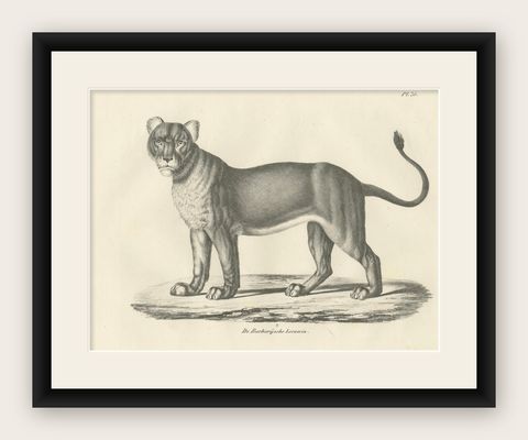 19th-Century Lithograph of the Barbary Lioness in a Powerful Standing Pose, shown framed