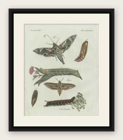 Original Antique Print of Exotic Moths and Caterpillars by Bertuch, c. 1800, shown framed
