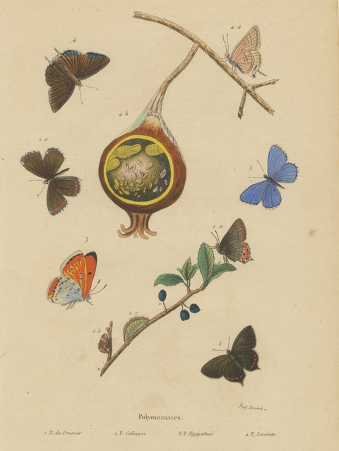 Polyommatus Butterflies & Caterpillars by Aug. Duméril, circa 1830, close-up 1