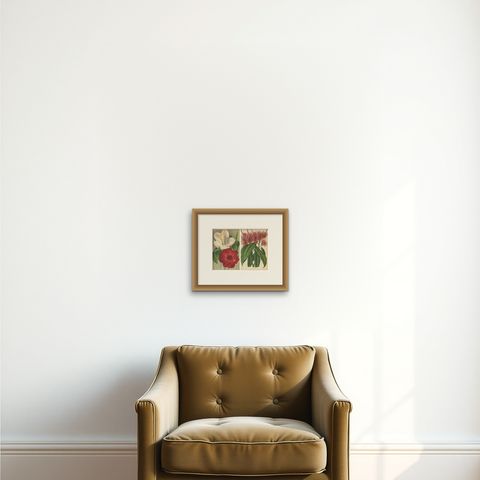 Set of 2 Antique Botany Prints, Hibiscus Rosa-Sinensis, Pavonia 'circa 1890', shown framed on a wall