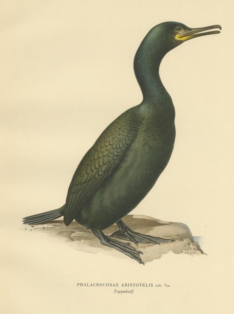 Antique Bird Print of the European Shag by Von Wright, '1929', view 2
