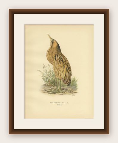 Antique Bird Print of the Eurasian Bittern by Von Wright '1929', shown framed