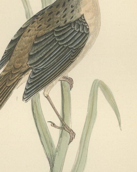 Sedge Warbler with Open Bill on a Sedge Stem, Antique Morris Plate, 1896, close-up 2