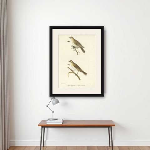Stunning Handcolored Old Bird Print of the Willow Wren & Icterine Warbler, 1832, shown framed on a wall