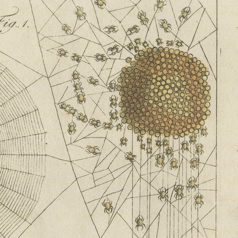 Spider Webs with Hatching Spiderlings, Antique Bertuch Print, circa 1805, close-up 3