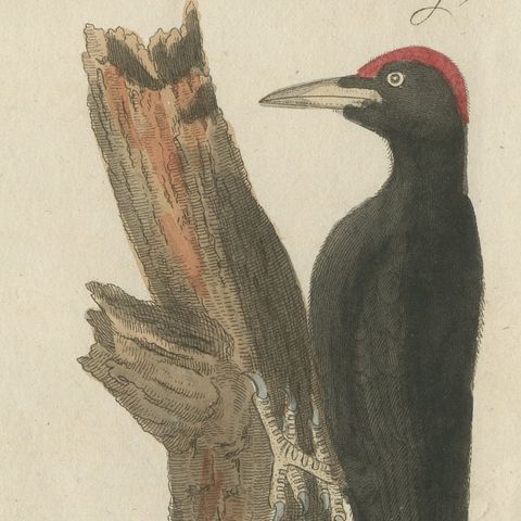 Black and Green Woodpeckers with Nuthatch, Antique Bertuch Print, circa 1805, close-up 6