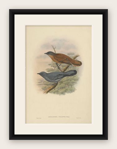 Antique Bird Print of the Grey-faced Cuckoo-Shrike by J. Gould, circa 1875, shown framed