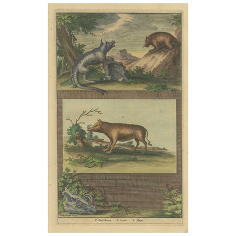 Colored Antique Print of a Babirusa and Two Other Animals, 1726