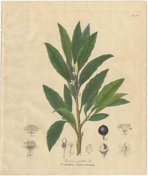Antique Bay Laurel Botanical Print, Laurus Nobilis, Hand Colored, c.1831, view 3