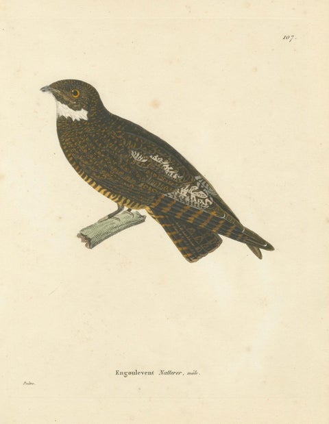 Rare Engraving of a Natterer’s Nightjar, Ornithological Illustration, ca.1808, close-up 5