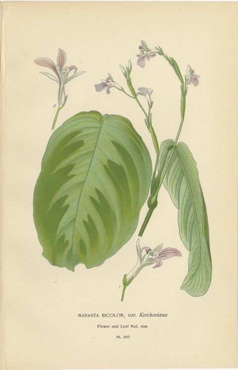 Set of 3 Antique Botanical Prints 1897, Lady’s Slipper, Maranta & Canna, view 3