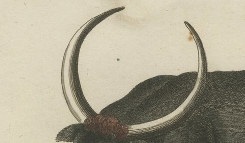 Antique Wild Buffalo & Long Horns Engraving, Bertuch, c. 1810, close-up 4