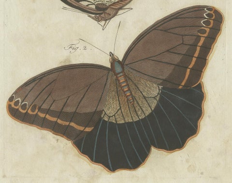 Forest Giant Owl Butterfly (Caligo eurilochus) from Suriname, Published in 1802, close-up 3