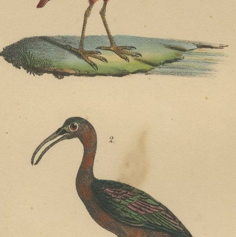 Scarlet Ibis & Glossy Ibis, Antique hand-coloured lithograph, c.1828, close-up 6