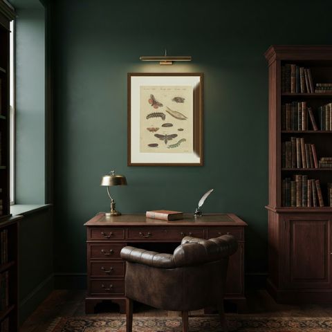 Moth Life Cycles with Caterpillars, Antique Bertuch Print, circa 1815, shown framed in a room