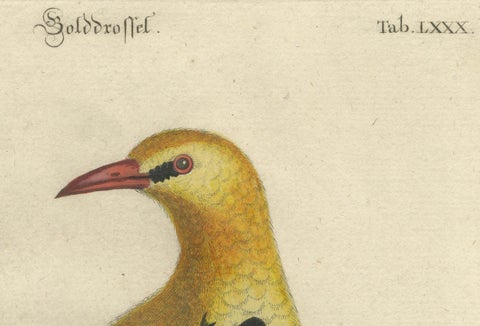 Regal Golden Thrush Perched, 18th Century Seligmann's Rare Bird Series, 1749, close-up 3
