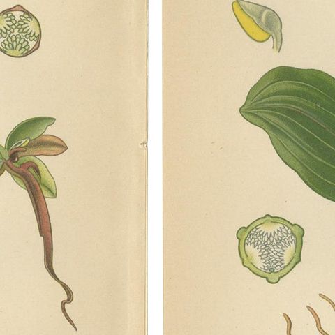 Listera Lore: Botanical Illustrations of Heart-Leaved Orchids from 1904, close-up 2