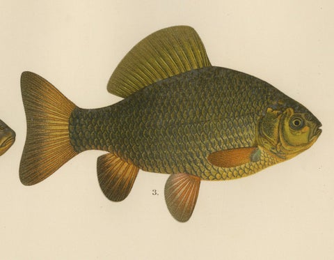 Wels Catfish and Crucian Carp - Iconic Scandinavian Freshwater Fish Lithograph, close-up 3