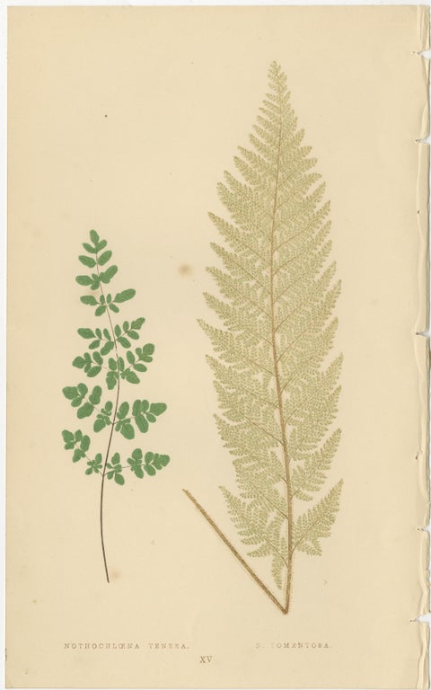 Victorian Fern Botanical Prints, Exotic Decorative Plant Studies Set 1856, view 6