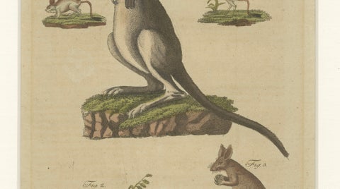 Antique Kangaroo, Wallaby & Hopping Mammals Engraving, Bertuch, c. 1795, close-up 6