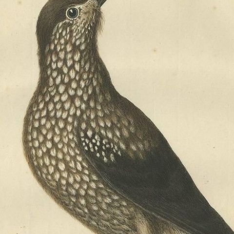 Spotted Nutcracker, Antique Bird Engraving by Nozeman and Sepp, 1770, close-up 1