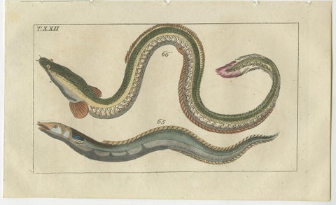Set of 2 Antique Fish Prints - Conger Eel - Pacific Cutlassfish - Sand Eel, 1832, view 2