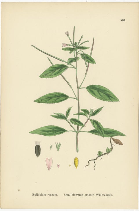 Hand-Colored Botanical Engravings of Willow-Herb Varieties, 1902, view 3