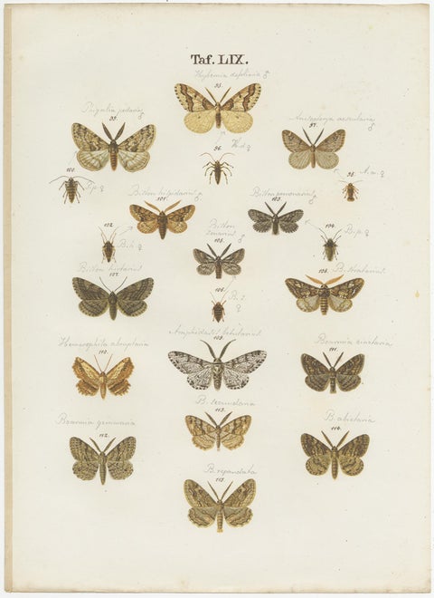 Set of 4 Antique Prints of Various Butterflies and Moths by Ramann, circa 1870, view 4