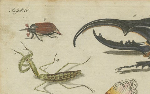 Original Antique Print of Exotic Insects, Lanternfly and Mantis, c. 1790, close-up 2