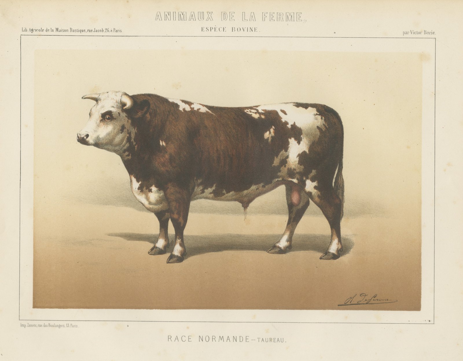 Normandy Bull, French Cattle Breed, Antique Chromolithograph by Borie, 1863