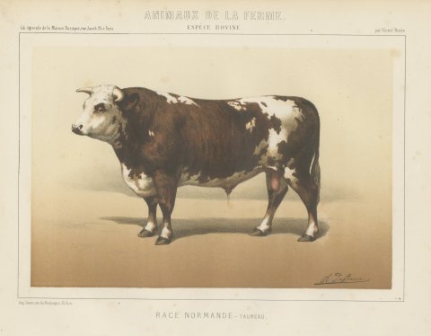 Normandy Bull, French Cattle Breed, Antique Chromolithograph by Borie, 1863