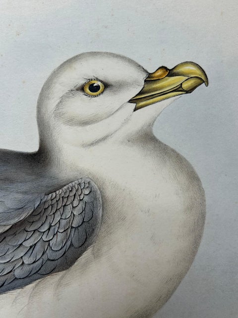 Fulmar Petrel, Antique Seabird Lithograph by John Gould, c.1832, view 2