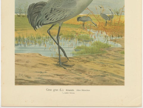 Antique Chromolithograph of the Common Crane, Grus Grus, c.1890, close-up 1