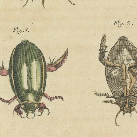 Diving Beetles and Water Beetles with Larva, Antique Bertuch Print, circa 1815, close-up 6