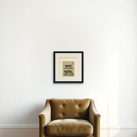 Antique Jaguar & Jaguarundi Engraving, Bertuch, 1813, shown framed on a wall