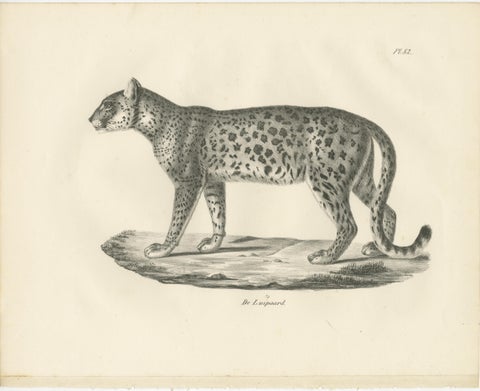 19th-Century Lithograph of the Leopard in a Graceful Standing Pose, view 2