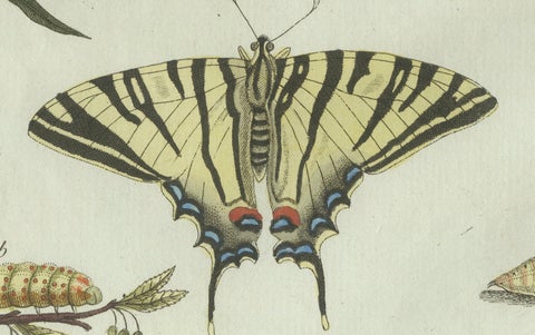 Original Antique Print of Swallowtail and Painted Lady Butterflies, c.1800, close-up 3