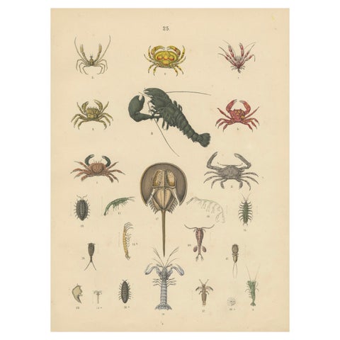 Crustaceans & Marine Invertebrates Print: Crab, Lobster, Horseshoe Crab - 1867