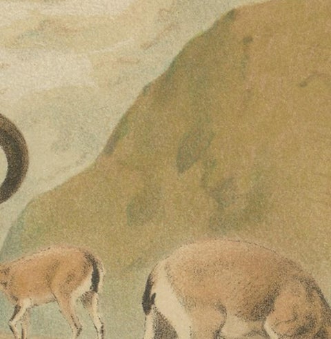 Bharal (Blue Sheep), Antique Himalayan Wildlife Chromolithograph, 1894, view 5