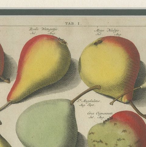 Tab I Antique Print of Various Pears by Knoop (1758), close-up 1